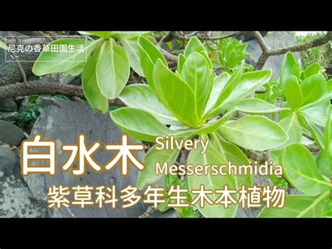 白水木 陽台|【白水木怎麼養？】專業養護指南，輕鬆掌握養護技巧